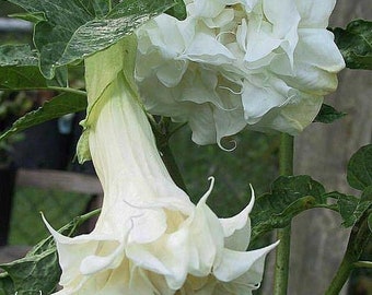 White Double/Triple Bloom Angel Trumpet Starter Plant 6-10"