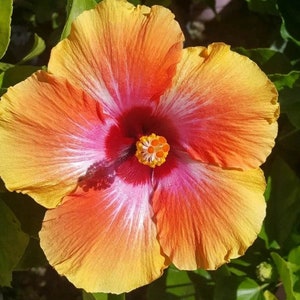 Hawaiian Sunset Tropical Hibiscus Live Starter Plant 2-5" FREE SHIPPING