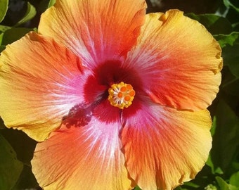 Hawaiian Sunset Tropical Hibiscus Live Starter Plant 2-5" FREE SHIPPING