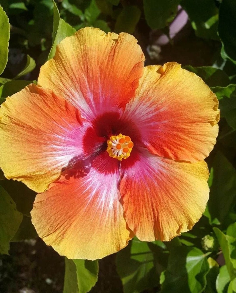 Hawaiian Sunset Tropical Hibiscus Live Starter Plant 25 Etsy