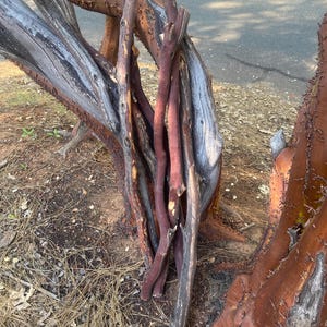 Rami di manzanita completamente naturali, lunghi circa 39 pollici e con un diametro di 2 pollici.