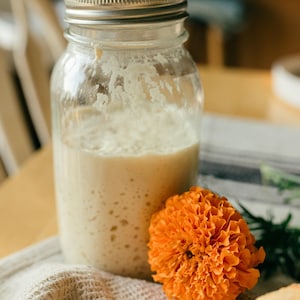 May include: A glass jar with a silver lid filled with a white, bubbly sourdough starter. The jar is sitting on a white linen cloth next to an orange marigold flower.