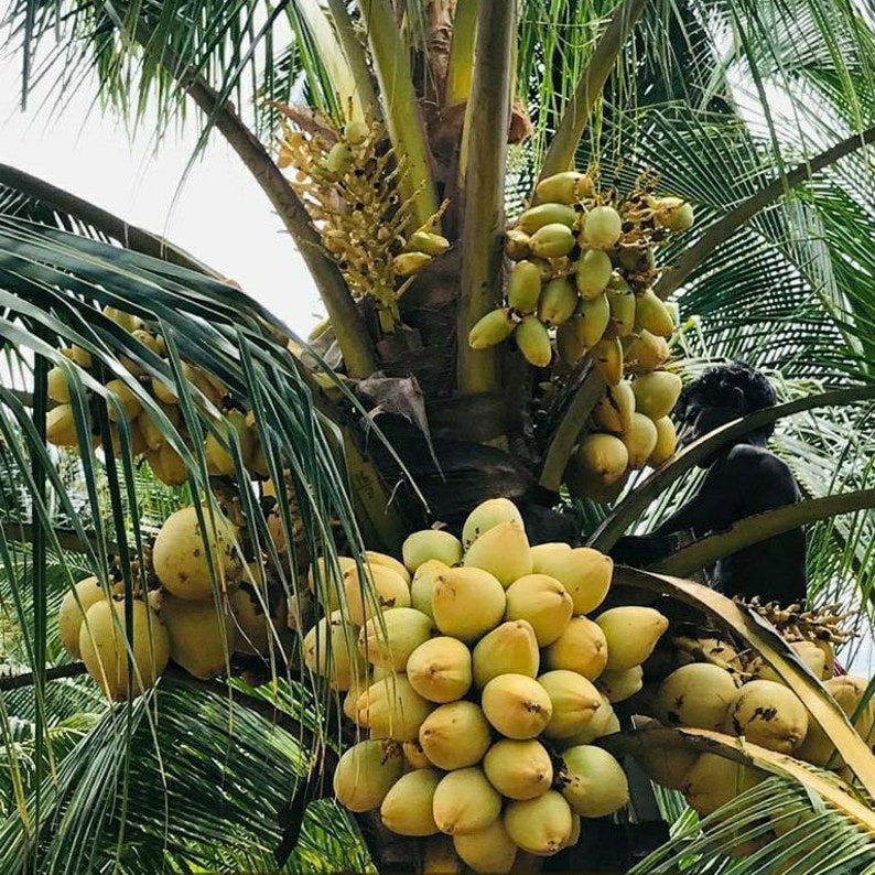 Cocco malese giallo nano certificato costaricano molto raro appena germogliato SPEDIZIONE GRATUITA immagine 7