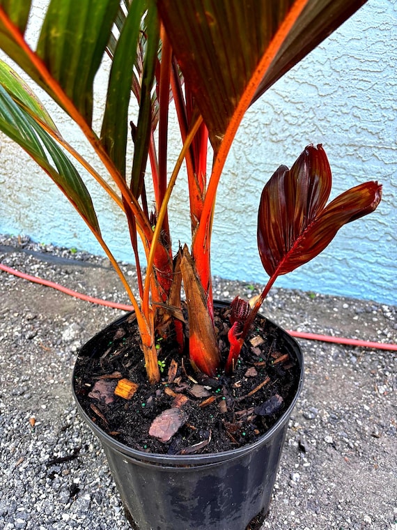 Red Crownshaft Palm: Rare Exotic Red Areca Vestiaria Palm, 3 Gallon Pot.  Fully Rooted. Free Shipping! - Etsy Denmark