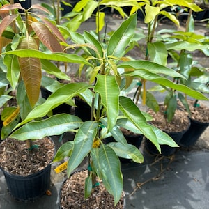 Peut inclure: Gros plan de plusieurs manguiers en pot avec des feuilles vertes. Les arbres sont dans des pots noirs avec du paillis brun. Les pots ont des étiquettes jaunes avec le texte "Madame Francis" et "Keitt" dessus.