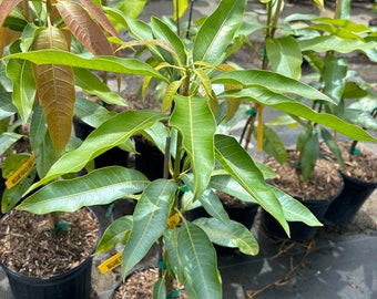Grafted Madame Francis Mango Tree - 3 Gallon Pot, Fully Rooted, Free Shipping!