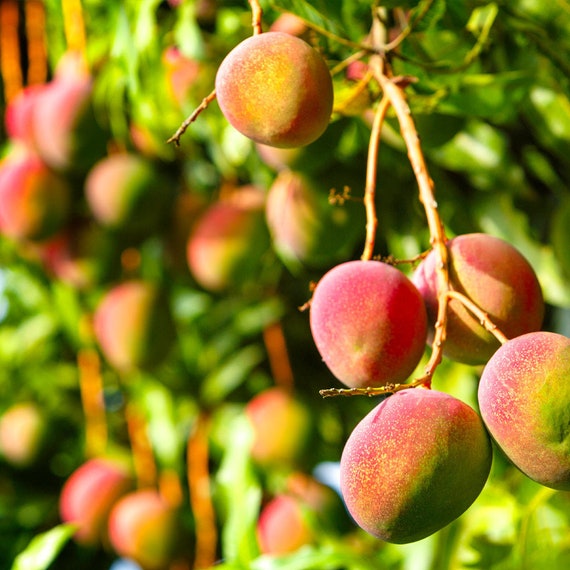 Grafted Glenn Mango, 3 Gallon Pot, Free Shipping! No Grafted Glenn Mango, 3 Gallon Pot, Free Shipping! No