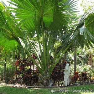 Extremely rare Corypha Umbraculifera (Talipot Palm)