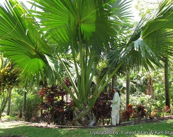 Extremely rare Corypha Umbraculifera (Talipot Palm)