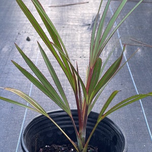 Palma latina rossa Latania Lontaroides Palma rara in via di estinzione SPEDIZIONE GRATUITA immagine 4