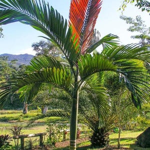 May include: A vibrant palm tree with lush green fronds and a striking red-orange crown. The tree stands tall in a grassy area, with a backdrop of trees, a pond, and a clear blue sky. The scene evokes a tropical or subtropical environment.