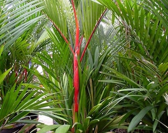 Raro rossetto palma ceralacca rossa palma (Cyrtostachys Redna) - Portalo in casa per elevare lo spirito, calmare la mente e pulire l'aria.