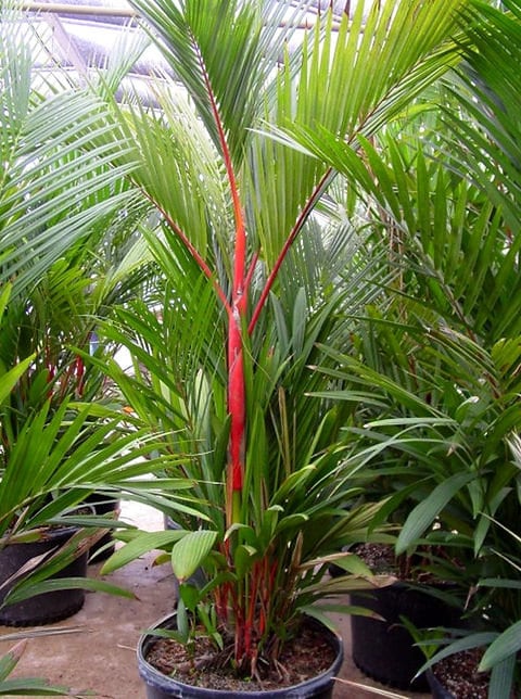 Rare Lipstick Palm Red Sealing Wax Palm (Cyrtostachys Redna)-   Bring indoors to uplift the spirit, calm the mind, and clean the air.