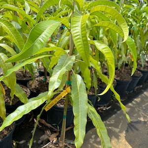 Grafted Alphanso Mango, 3 gallon pot, Free Shipping! No California