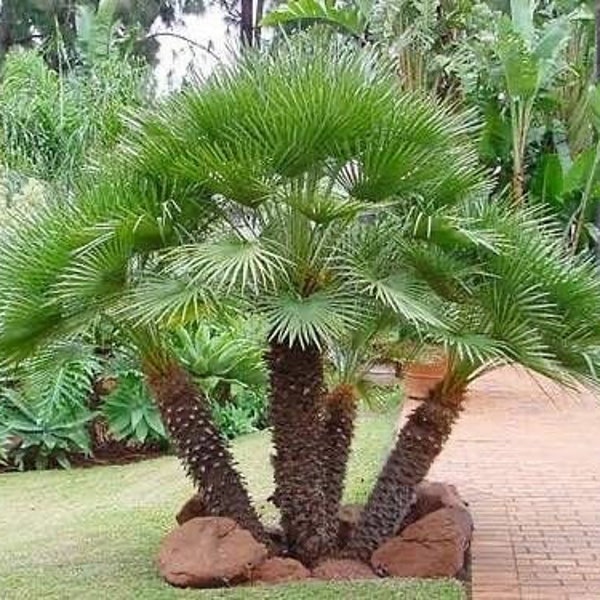 Ventaglio mediterraneo/palma europea, Chamaerops Humilis vaso oversize da 1 gallone, spedizione gratuita!