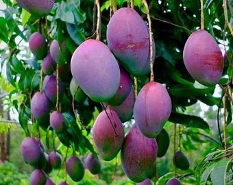 Grafted Tommy Atkins Mango, 3 Gallon Pot, Free Shipping! No
