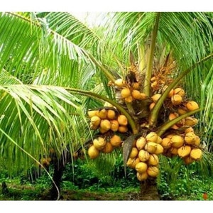 Very Rare Costa Rican Certified Dwarf Yellow Malayan Coconut SEEDS! (FREE SHIPPING).