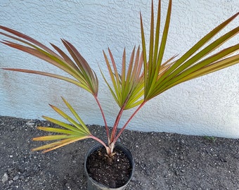 Red Latin Palm (Latania Lontaroides) Rare Endangered Palm!  FREE SHIPPING! 3 gallon