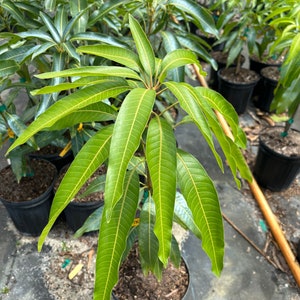 Grafted Dwarf Hawaiian Mango, 3 gallon pot, Free Shipping! No California