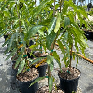 May include: Several young mango trees in black plastic pots. The trees have long, green leaves and are supported by wooden stakes. Each pot contains dark soil. The trees are labeled with yellow tags. The background shows other plants and a bright sky.