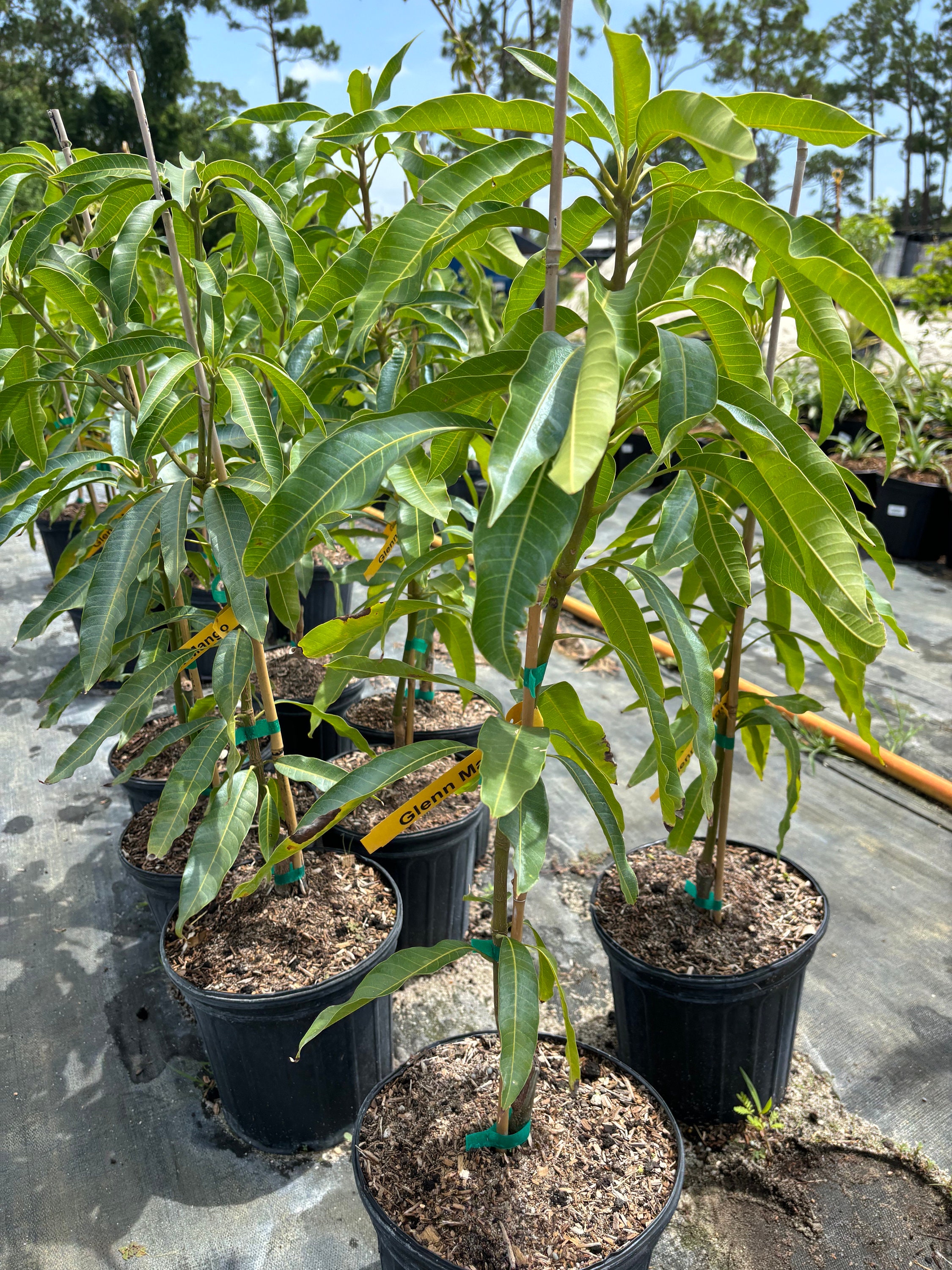 Grafted Glenn Mango, 3 gallon pot, Free Shipping! No California
