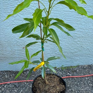 Grafted Orange Sherbet Mango, 3 gallon pot, Free Shipping! No California