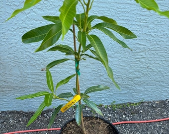Grafted Orange Sherbet Mango Tree - 3 Gallon Pot, Fully Rooted, Free Shipping!