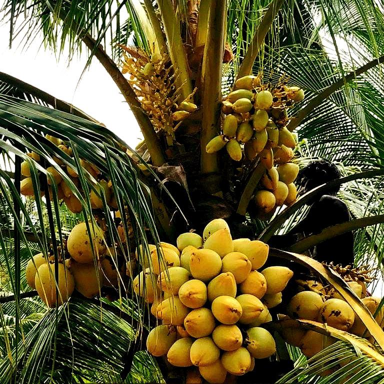 Rare! Costa Rican Certified, Dwarf Yellow Malayan Coconut Sprouted