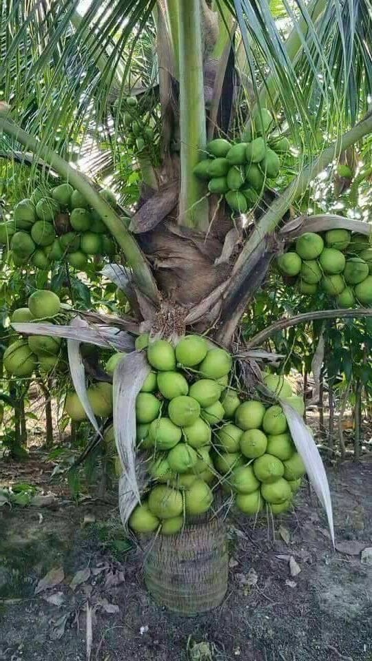 Green Coconut Tree