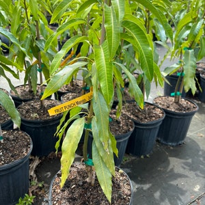 Fruit Punch Mango, 3 gallon pot, Free Shipping! No California