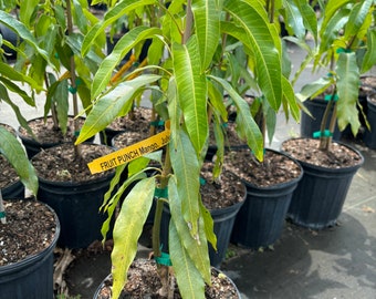 Grafted Fruit Punch Mango Tree - 3 Gallon Pot, Fully Rooted, Free Shipping!