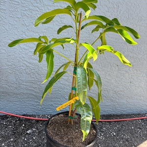 Ugly Betty, Grafted, 3 gallon pot, Free Shipping! No California