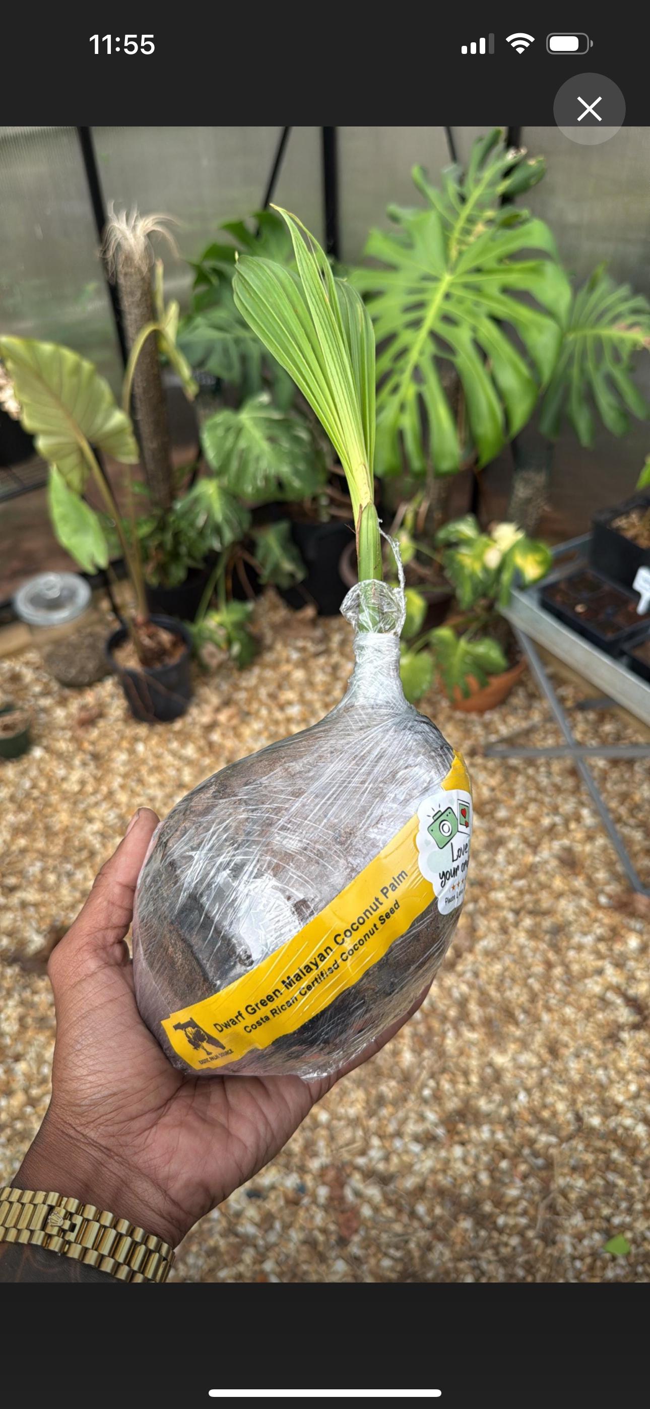 Palma Hawaiana Artificiale Doppia 1,5m - Nearly Natural 5591, Perfetta Per Interni