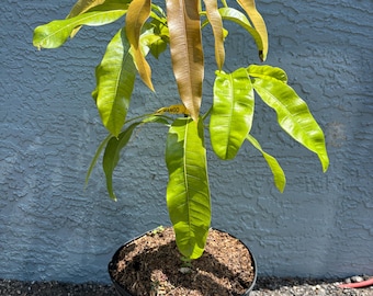 Grafted Super Julie Mango, 3 gallon pot, fully rooted, Free Shipping! No California