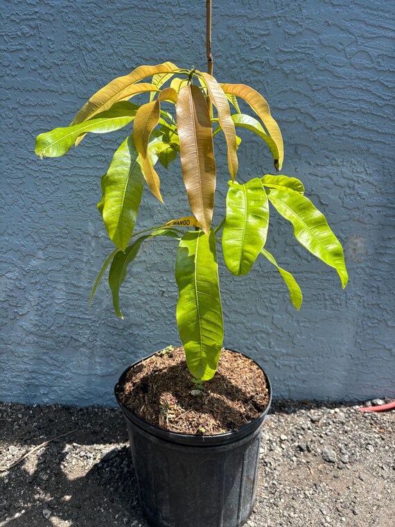 thumbnail image 2 of Grafted Super Alphonso Mango Live Plant – Sweet, Fragrant, Fiberless – In 3-Gallon Pot 2 of 2