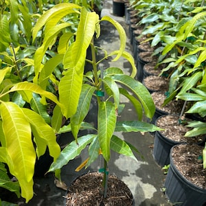 Grafted Nam Doc Mai, 3 gallon pot, Free Shipping! No California