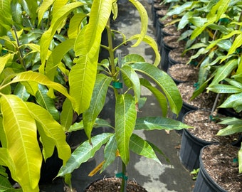 Grafted Nam Doc Mai Mango Tree - 3 Gallon Pot, Fully Rooted, Free Shipping!