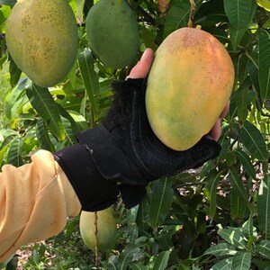 May include: A hand wearing a black glove holds a ripe mango, showcasing its yellow and green hues. The mango is attached to a tree branch with green leaves and other mangoes in various stages of ripeness. The image captures a tropical fruit harvest.