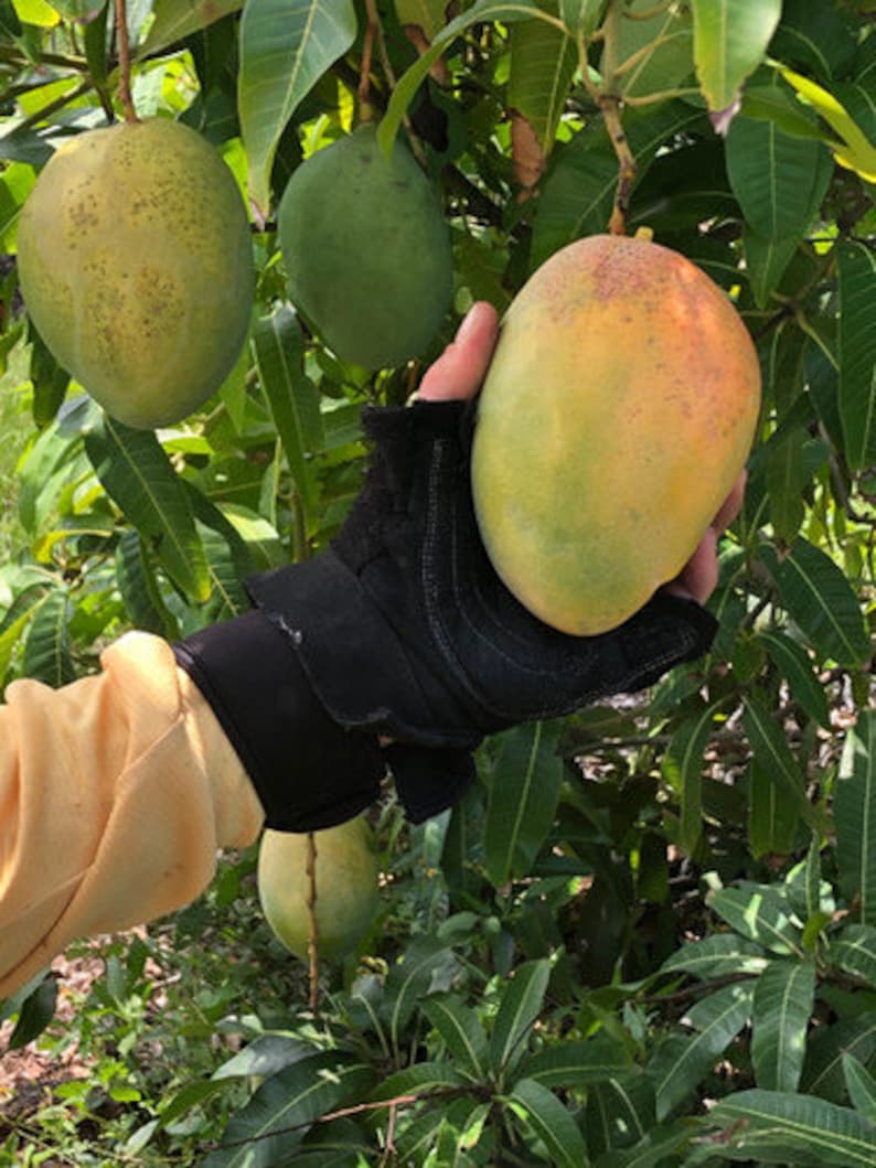 May include: A hand wearing a black glove holds a ripe mango, showcasing its yellow and green hues. The mango is attached to a tree branch with green leaves and other mangoes in various stages of ripeness. The image captures a tropical fruit harvest.