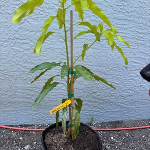 Grafted Lemon Meringue Mango, 3 gallon pot, Free Shipping! No California
