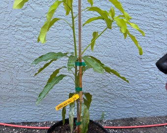 Grafted Lemon Meringue Mango Tree - 3 Gallon Pot, Fully Rooted, Free Shipping!