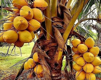 Very Rare Costa Rican Certified Dwarf Yellow Malayan Coconut Freshly Sprouted (FREE SHIPPING)