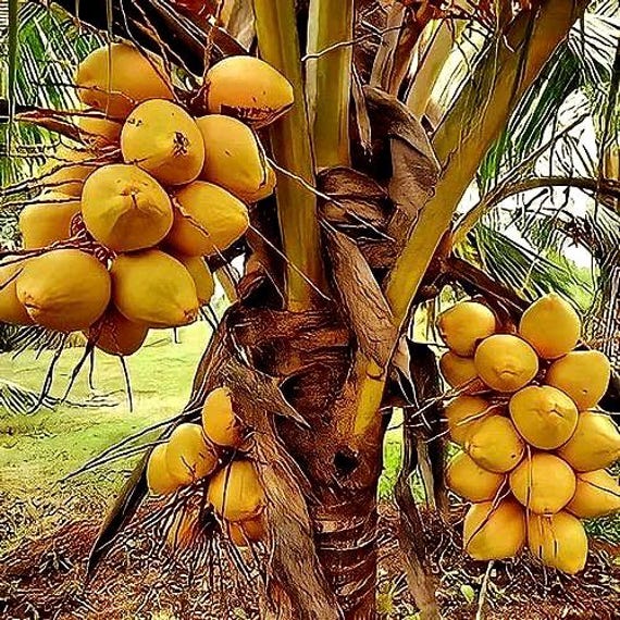 Rare! Costa Rican Certified, Dwarf Yellow Malayan Coconut Sprouted Trees,  Free Shipping! - Etsy