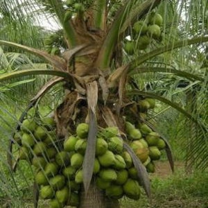 Rare Dwarf Green Malayan Costa Rican Certified Coconuts buy 1 Get 1 ...