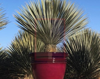 LARGE 3g Big Bend YUCCA ROSTRATA, from handpicked Mexican seeds, Exotic blue color, Live Desert Plant, Rooted, 1 gallon pot, free shipping