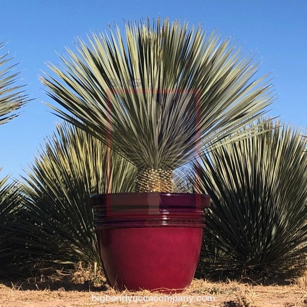 LARGE 3g Big Bend YUCCA ROSTRATA, from handpicked Mexican seeds, Exotic blue color, Live Desert Plant, Rooted, 1 gallon pot, free shipping