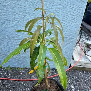 Grafted Bombay Mango, 3 gallon pot, Free Shipping! No California