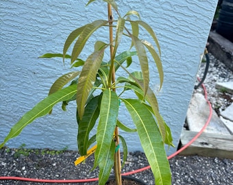 Grafted Bombay Mango, 3 gallon pot, Free Shipping! No California