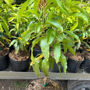 Grafted Sweet Tart Mango, 3 gallon pot, Free Shipping! No California