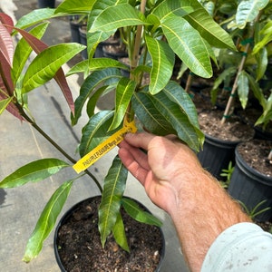 May include: A young mango tree in a black pot with green leaves and a yellow tag that reads "PINEAPPLE PLEASURE Mango, July, Kaliman 1.2". The tree is in a nursery setting with other potted plants in the background.